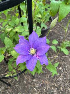 Purple clematis I grew in my garden last summer